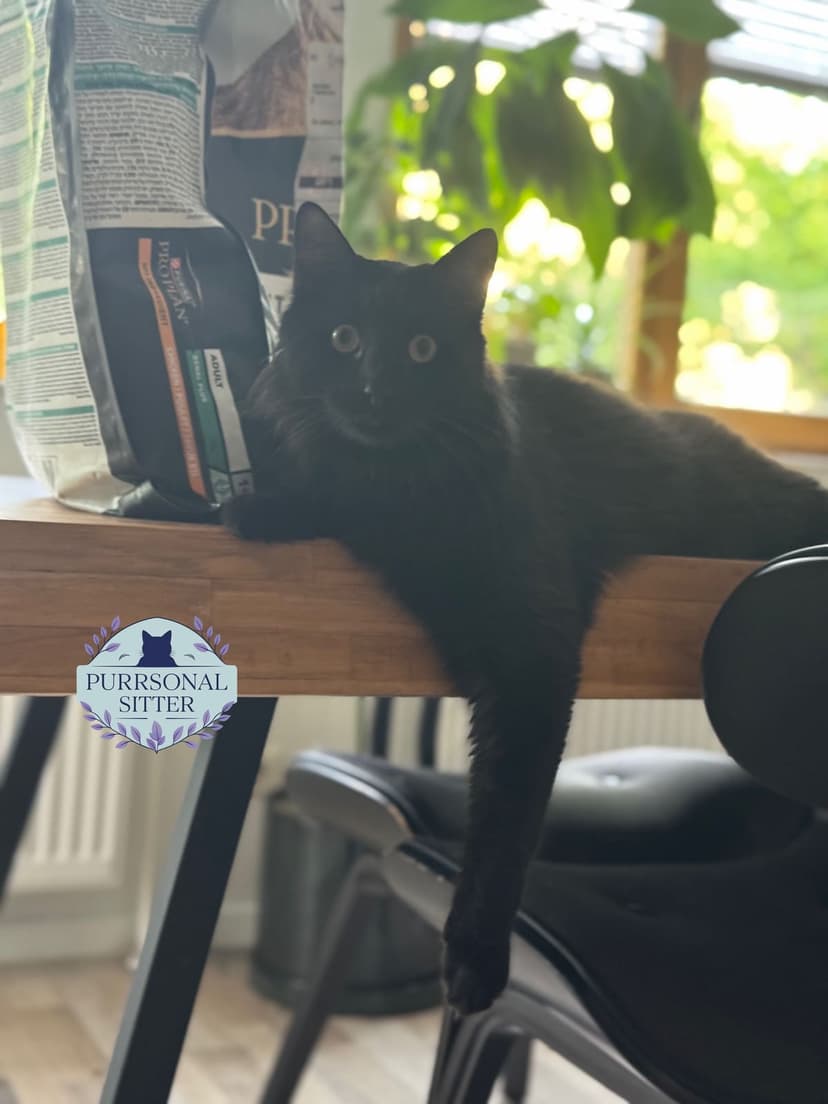 Long-haired black cat lounging on the table edge with one paw dangling