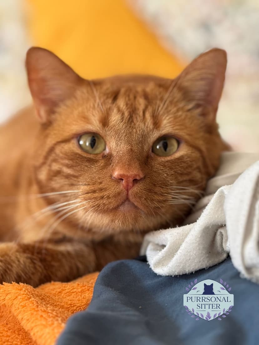 Close-up portrait of a ginger cat relaxing on an orange blanket