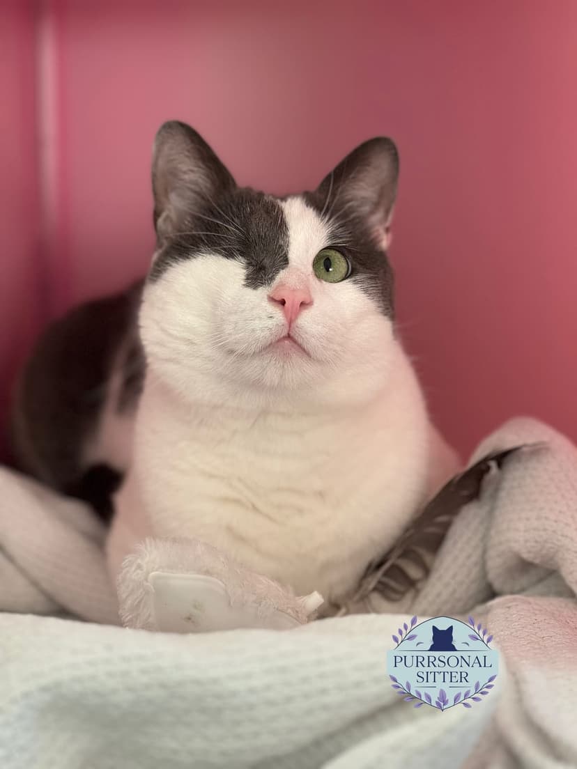 Sweet one-eyed grey and white cat tucked into a cosy blanket