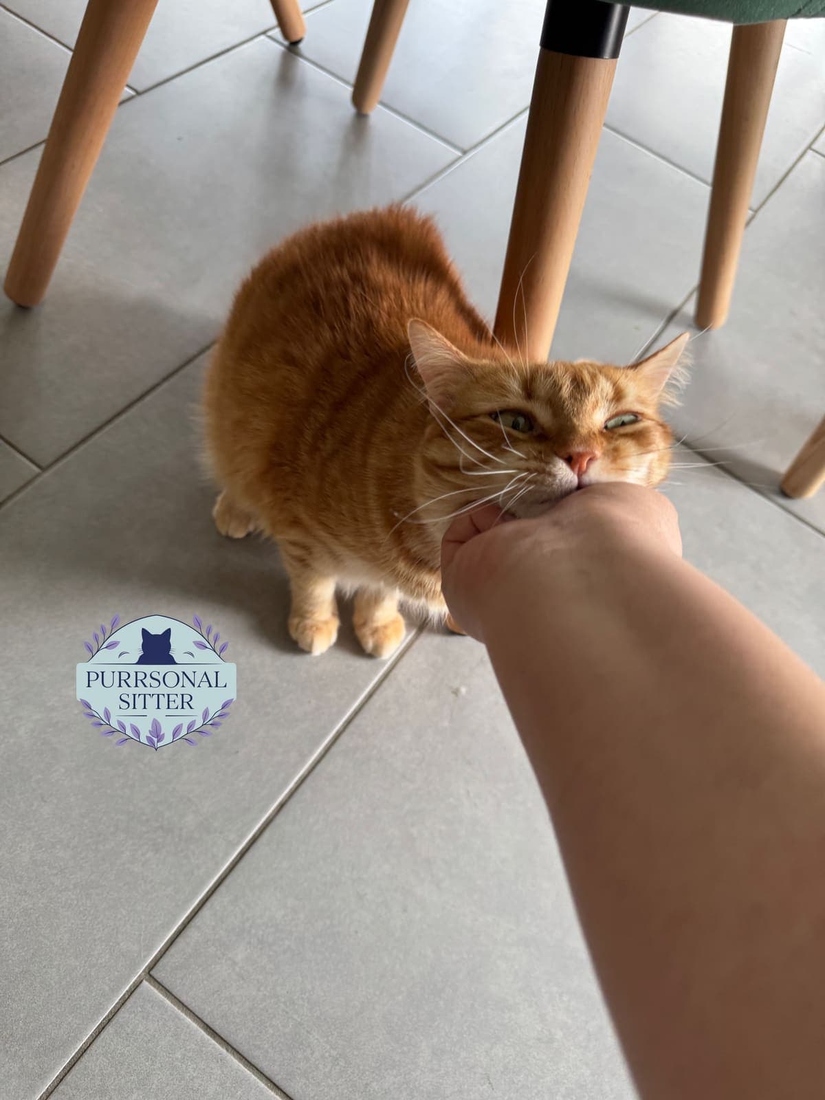 Ginger tabby leaning in for chin rubs during a sitting visit