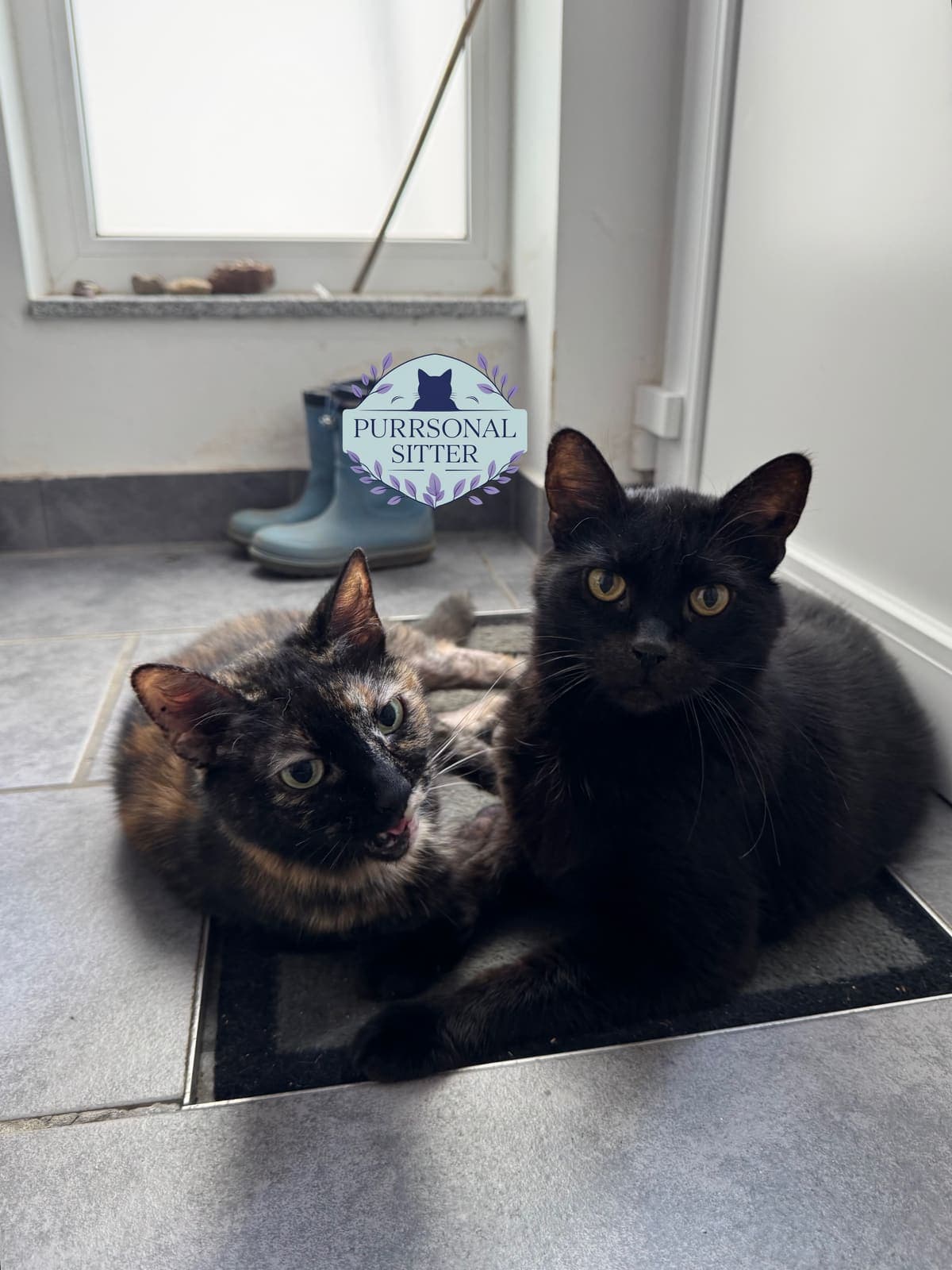 A tortoiseshell cat mid-meow beside her black cat friend, greeting their sitter at the door